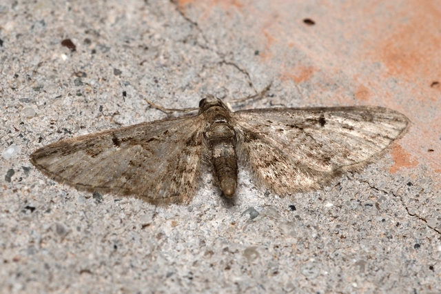 Eupithecia ericeata - feketefenyő-törpearaszoló