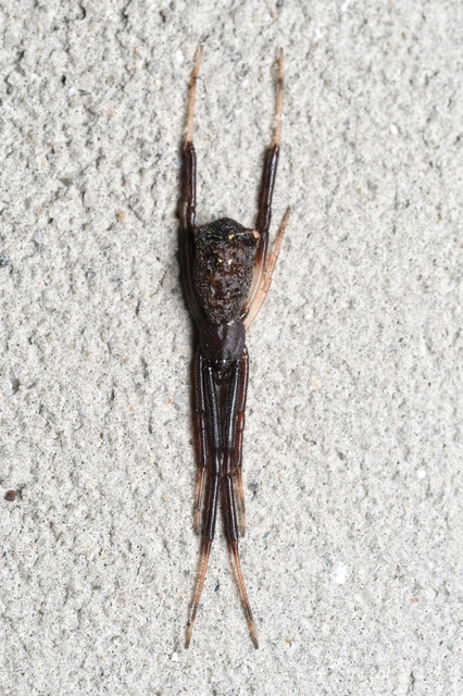 Pistius truncatus - csonka karolópók