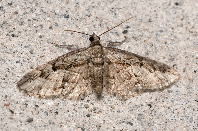 Eupithecia ericeata - feketefenyő-törpearaszoló