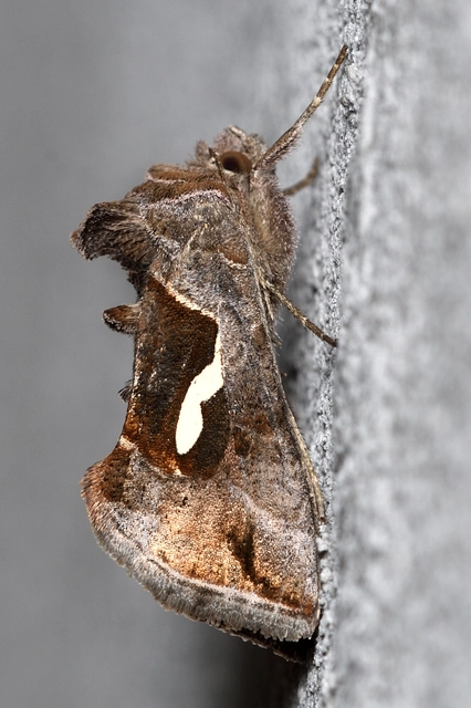 Macdunnoughia confusa - cseppfoltos ezüstbagoly
