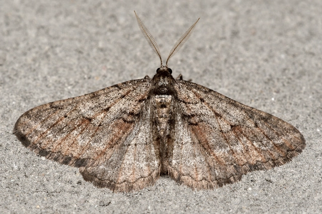 Agriopis bajaria - kökény-téliaraszoló