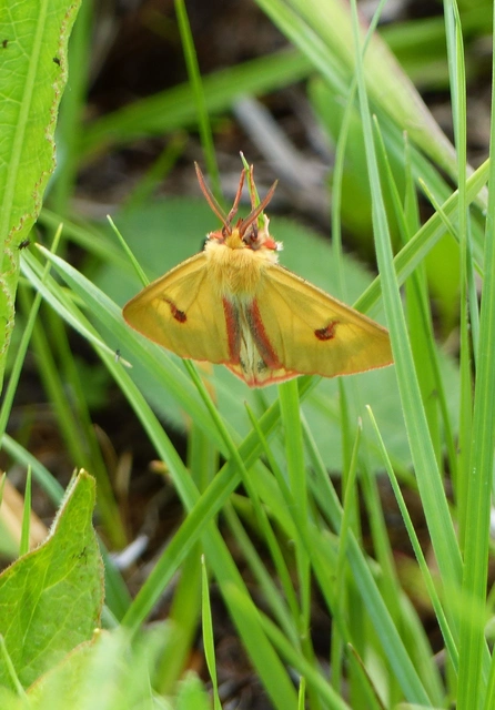 Diacrisia sannio - vörösszélű medvelepke