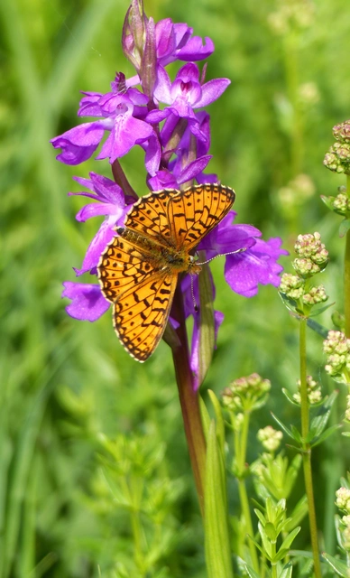 Boloria selene - fakó gyöngyházlepke