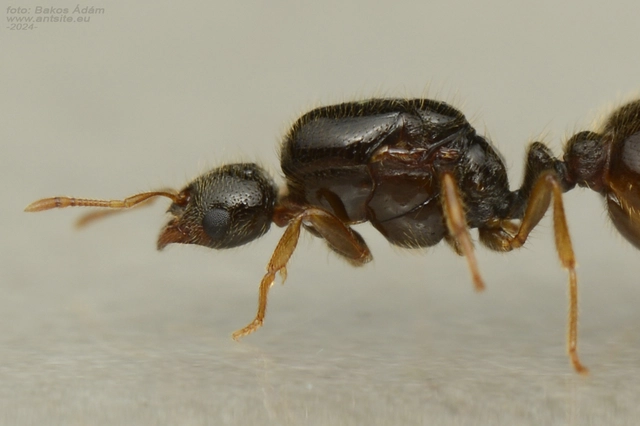 Solenopsis fugax - tolvajhangya