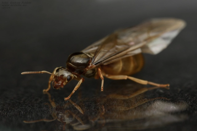 Lasius myops - ligeti borostyánhangya
