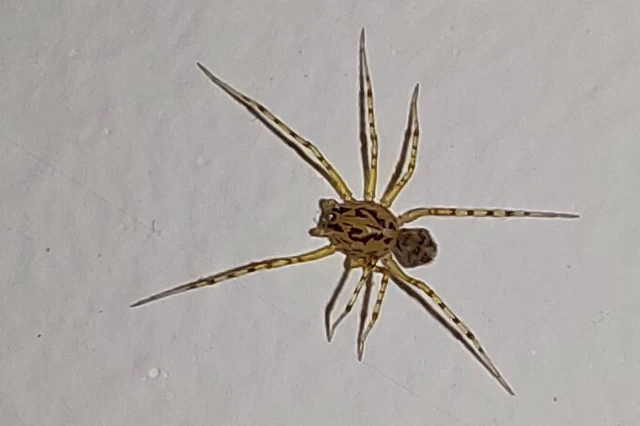 Scytodes thoracica - közönséges csupaszpók