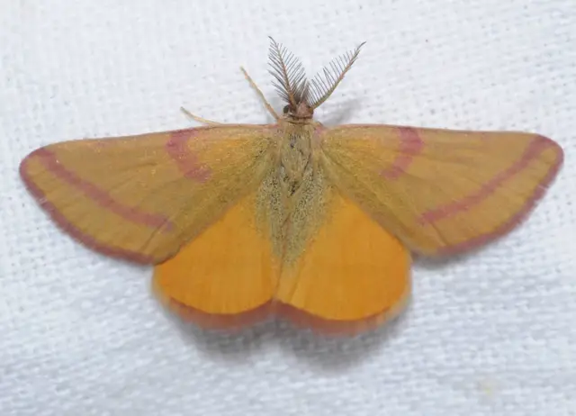 Lythria purpuraria - bíborsávos araszoló