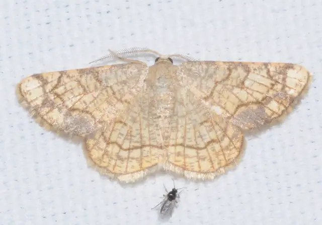Stegania dilectaria - fehérnyár-araszoló