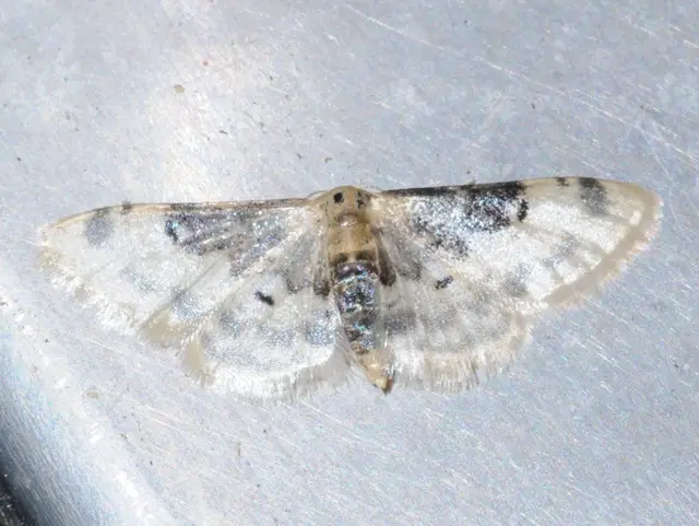 Idaea filicata - sötéttövű apróaraszoló