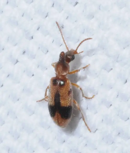 Notoxus monoceros - sárgahasú nyakszarvúbogár