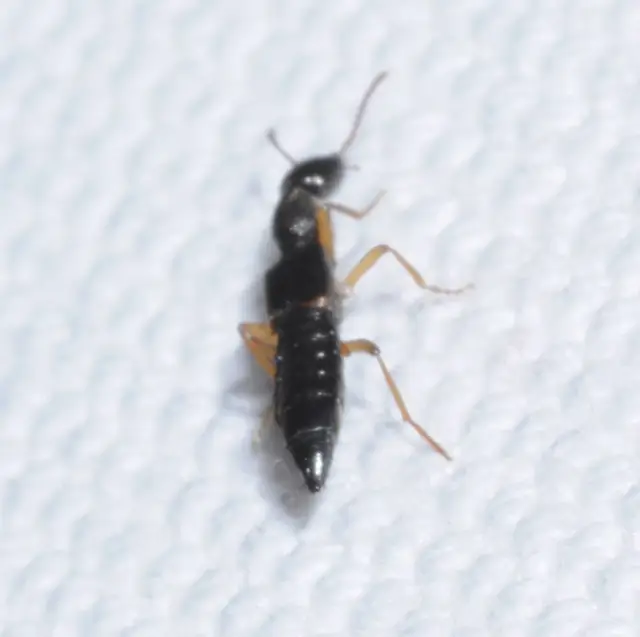 Rugilus similis - sárgalábú cérnanyakúholyva