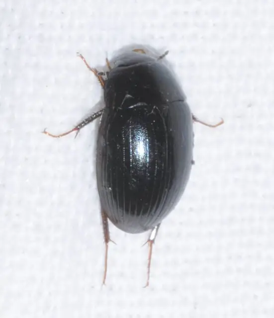 Hydrobius
