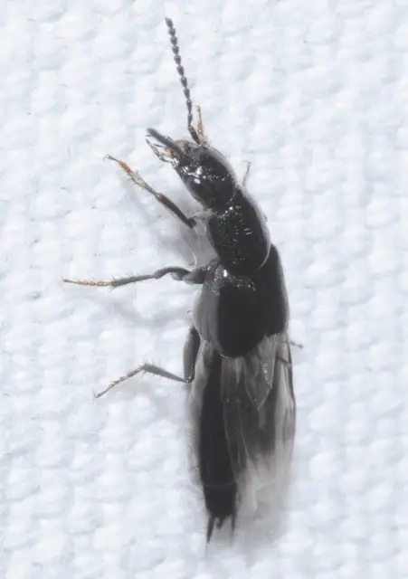 Philonthus punctus - sokpontos ganajholyva