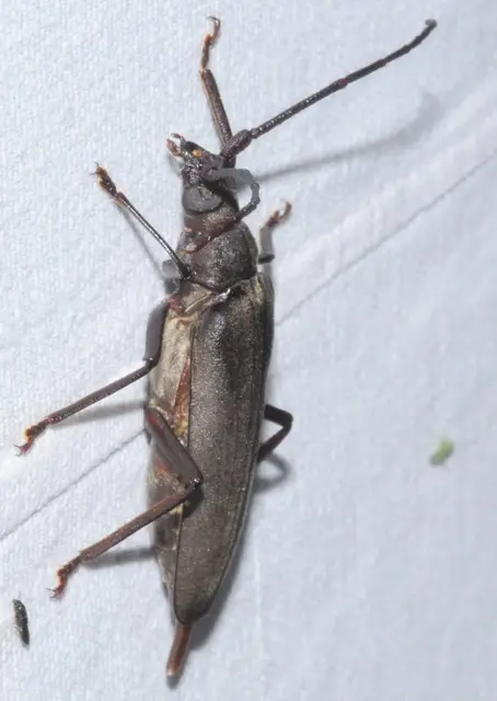 Aegosoma scabricorne - diófacincér