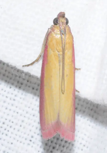 Oncocera semirubella - lucernamoly