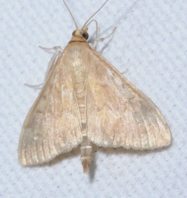 Ostrinia nubilalis - kukoricamoly