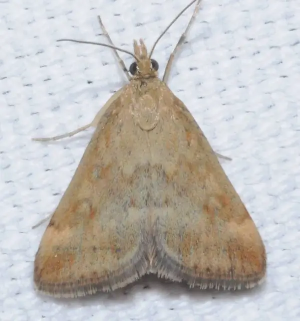 Pyrausta despicata - réti bíbormoly