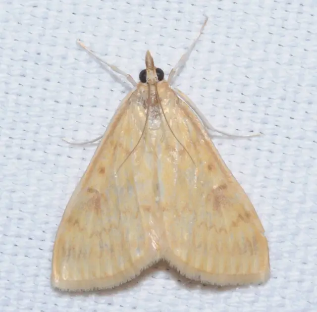 Ostrinia nubilalis - kukoricamoly