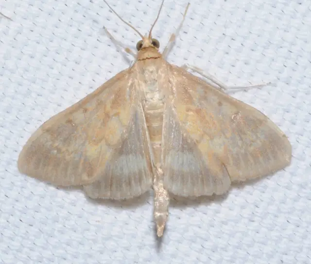 Ostrinia nubilalis - kukoricamoly