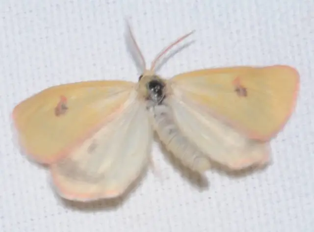 Diacrisia sannio - vörösszélű medvelepke