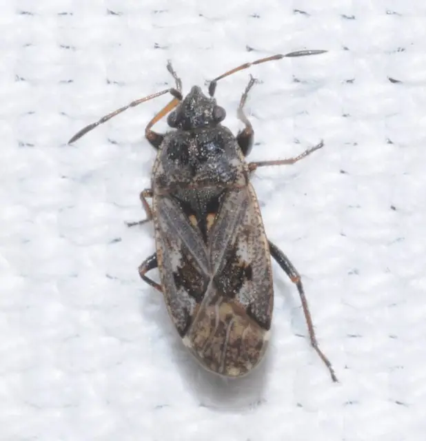 Sphragisticus nebulosus - foltos bodobács