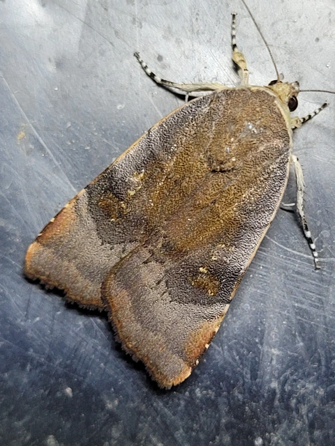 Noctua janthe/janthina