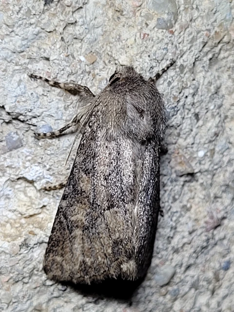 Luperina testacea - barnás szürkebagoly