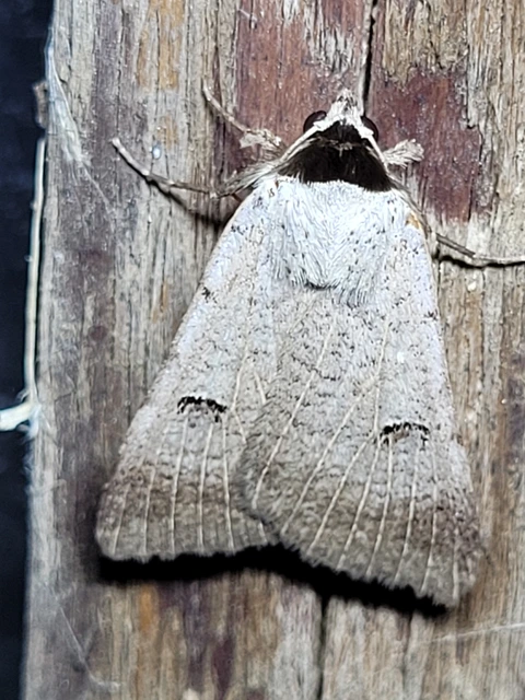 Lygephila craccae - gyakori csüdfűbagoly