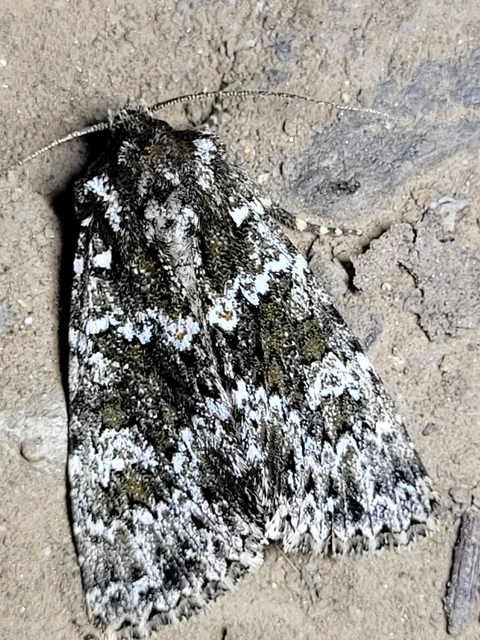 Polymixis polymita - kankalin-tarkabagoly