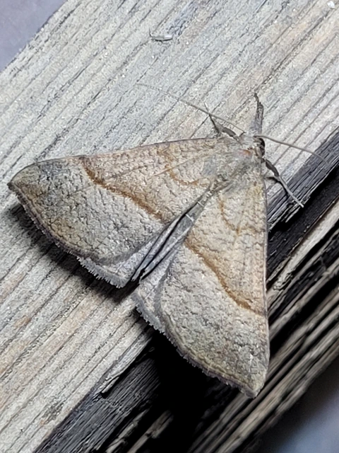 Hypena proboscidalis - ormányos karcsúbagoly