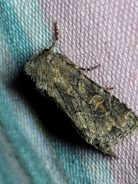 Luperina testacea - barnás szürkebagoly