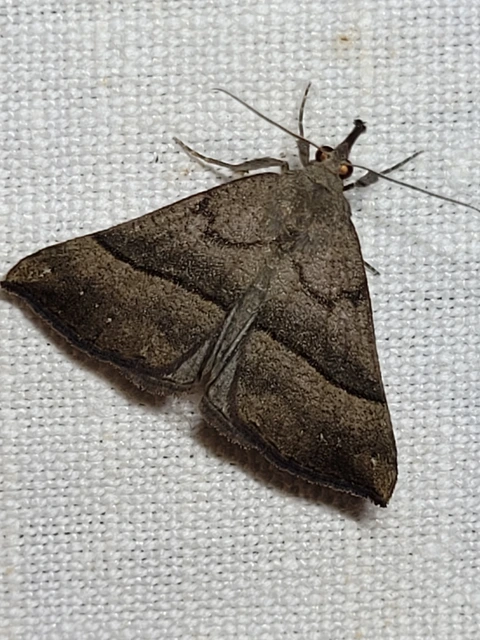 Hypena proboscidalis - ormányos karcsúbagoly