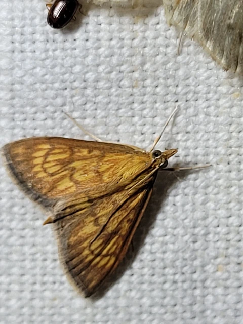 Ecpyrrhorrhoe rubiginalis - rozsdavörös tűzmoly