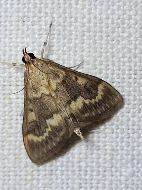Ostrinia nubilalis - kukoricamoly