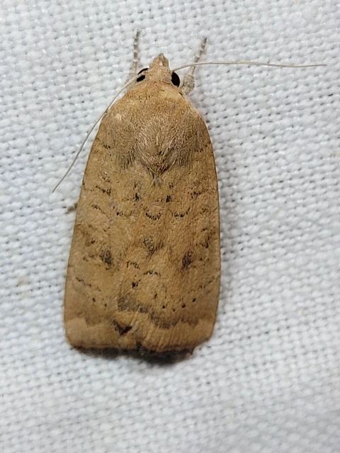Noctua interjecta - zömök sárgafűbagoly