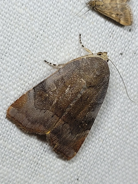 Noctua janthe/janthina