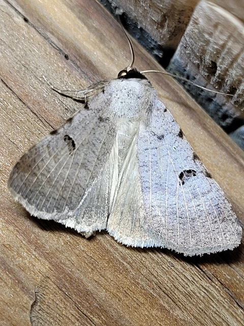 Lygephila craccae - gyakori csüdfűbagoly