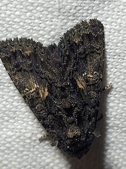 Anophia leucomelas - déli folyófűbagoly