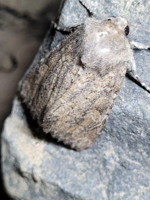 Luperina testacea - barnás szürkebagoly