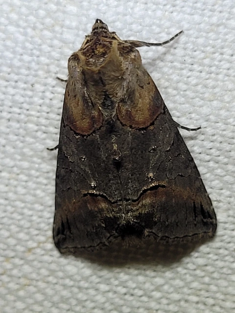 Abrostola triplasia - közönséges csalánbagoly