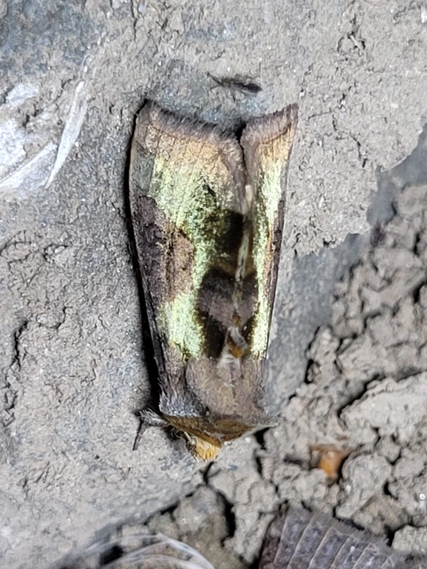 Diachrysia stenochrysis - rejtőző aranybagoly