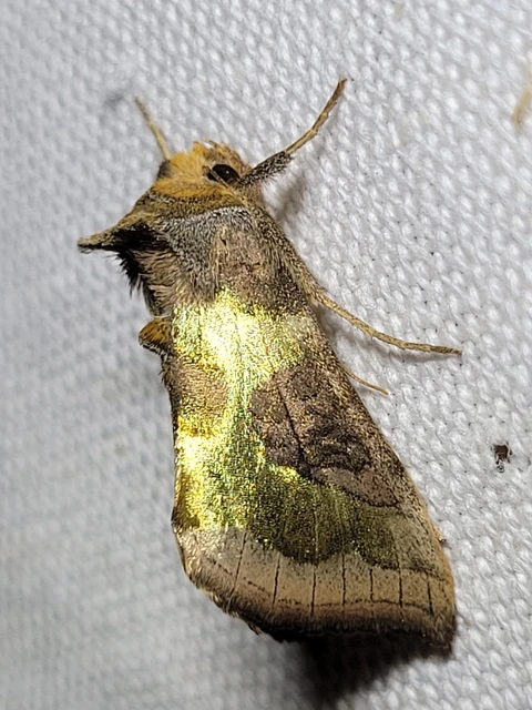 Diachrysia stenochrysis - rejtőző aranybagoly