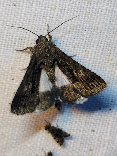 Anophia leucomelas - déli folyófűbagoly
