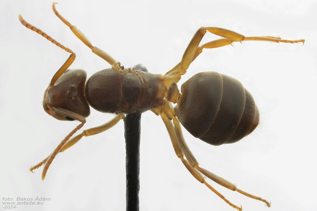 Lasius jensi - sztyeppi borostyánhangya
