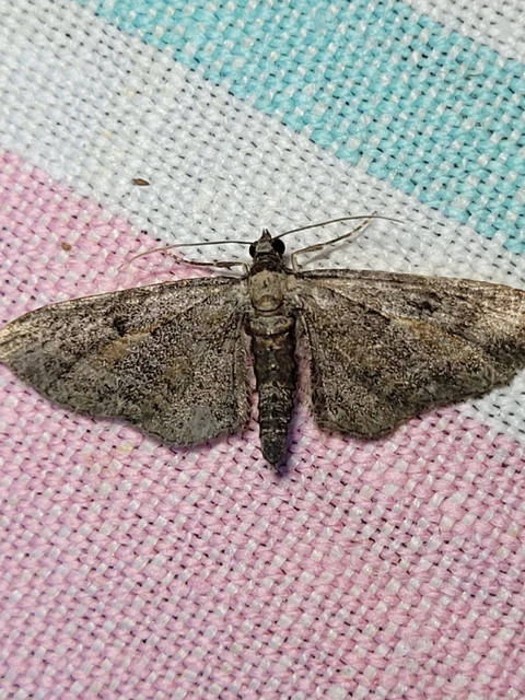 Eupithecia icterata - rozsdafoltos törpearaszoló