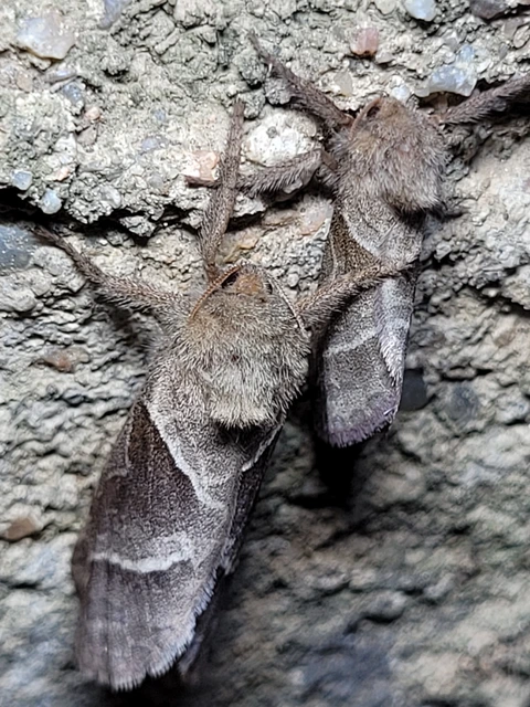 Triodia sylvina - kis gyökérrágólepke