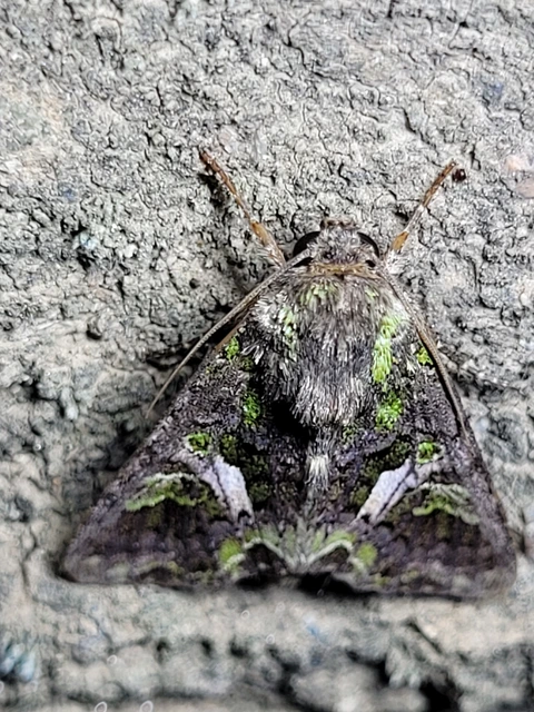 Trachea atriplicis - nyári zöldbagoly