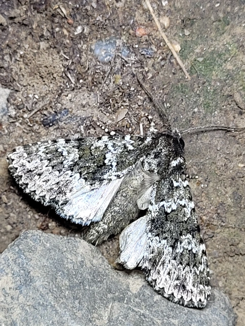 Polymixis polymita - kankalin-tarkabagoly