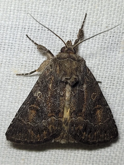 Thalpophila matura - fakó erdeibagoly