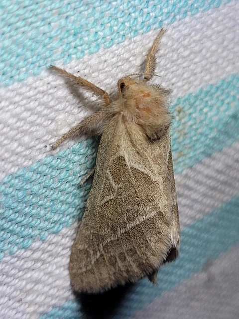 Triodia sylvina - kis gyökérrágólepke